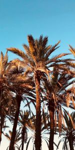 Arbres,Nature,Palms,Tropiques