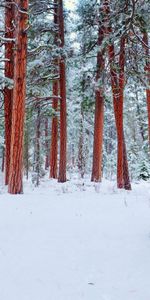 Trees,Nature,Winter