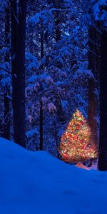 Trees,New Year,Snow,Landscape,Nature,Holidays