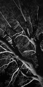 Trees,Night,Branches,Bw,Nature,Chb