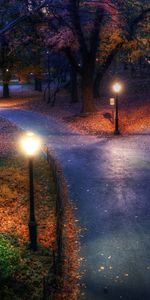 Trees,Night,Landscape