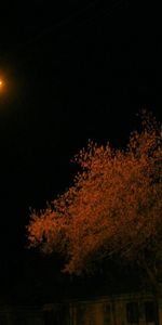 Trees,Night,Landscape