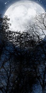 Trees,Night,Landscape,Moon