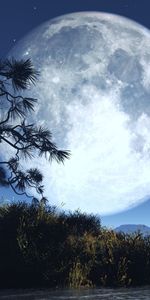 Trees,Night,Landscape,Moon