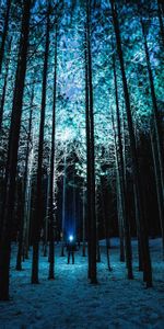 Trees,Night,Shine,Light,Forest,Person,Nature,Human