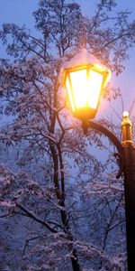 Trees,Night,Snow,Landscape