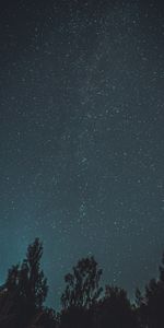 Trees,Night,Starry Sky,Dark