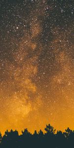 Trees,Night,Starry Sky,Dark,Silhouettes