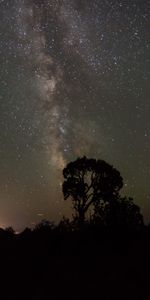 Árboles,Noche,Cielo Estrellado,Contornos,Oscuro,Siluetas,Vía Láctea