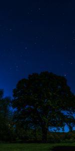 Clair De Lune,Etoiles,Arbres,Nuit,Lune,Sombre