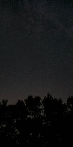 Trees,Night,Stars,Universe,Starry Sky,Dark