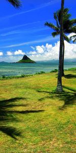 Trees,Palms,Landscape