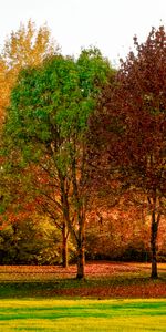 Trees,Park,Nature,Autumn,Foliage