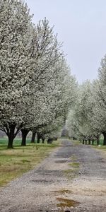 Trees,Park,Nature,Flowers,Road