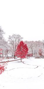 Trees,Park,Winter,Nature,Snow