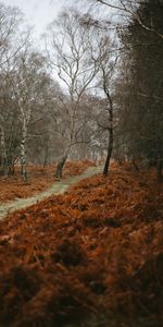 Nature,Arbres,Chemin,Automne,Paysage