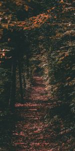 Trees,Path,Nature,Autumn,Foliage