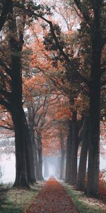 Feuillage,Nature,Forêt,Chemin,Arbres,Automne