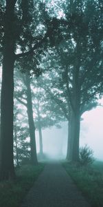 Trees,Path,Nature,Fog