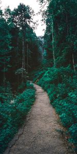 Forêt,Nature,Chemin,Arbres