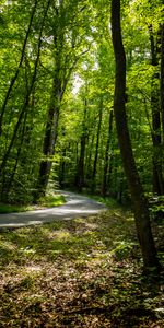 Trees,Path,Nature,Forest,Leaves