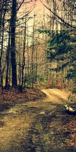 Trees,Path,Nature,Summer,Forest