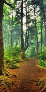 Puissant,Sinueux,Légume,Forêt,Les Racines,Légumes Verts,Nature,Verdure,Chemin,Arbres