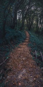 Pas,Escalier,Forêt,Arbres,Chemin,Automne,Nature