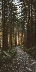 Trees,Path,Sunlight,Nature,Forest