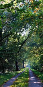 Naturaleza,Camino,Bosque,Sendero,Árboles