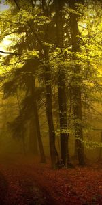 Trees,Path,Trail,Teen,Haze,Young Growth,Mysterious,Fog,Nature,Forest