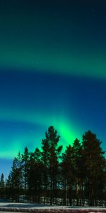 Trees,Phenomenon Of Light,Lapland,Northern Lights,Dark,Aurora,Aurora Borealis