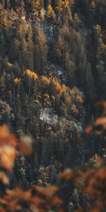 Trees,Pine,Coniferous,Forest,Slope,Nature