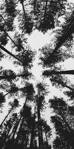 Trees,Pine,Forest,Bw,Nature,Chb