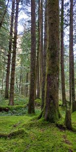 Trees,Pine,Forest,Moss,Nature