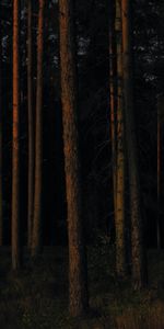 Arbres,Pin,Forêt,Nature,Sombre