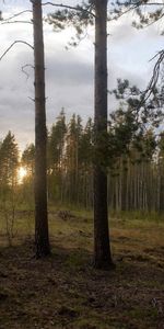 Pin,Périphérie,Bord,Nature,Forêt,Arbres,Coucher De Soleil,Paysage