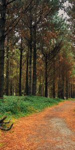 Chemin,Pin,Nature,Arbres,Forêt