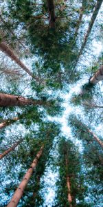 Trees,Pine,Nature,Sky,Forest