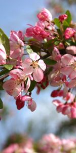 Arbres,Plantes