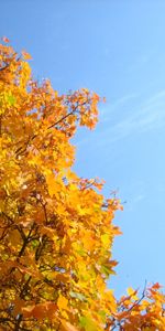 Trees,Plants,Autumn