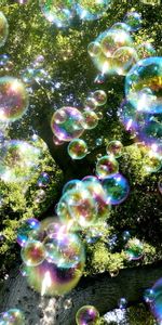 Plantes,Bubbles,Arbres,Contexte