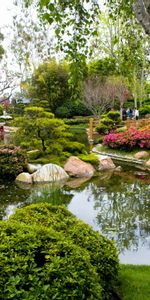 Trees,Pond,Birch,Tourists,Nature,Garden