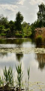 Trees,Pond,Nature,Landscape,Plants