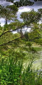 Naturaleza,Árboles,Flora,Nenúfares,Estanque,Jardín