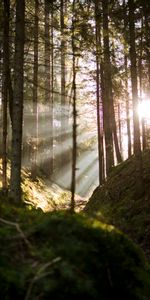 Trees,Rays,Beams,Branches,Nature,Forest