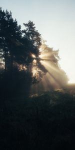 Trees,Rays,Beams,Fog,Sunlight,Nature,Dawn