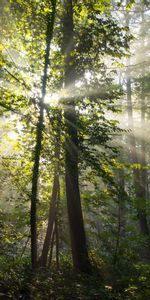 Trees,Rays,Beams,Forest,Branches,Nature