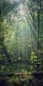 Nature,Forêt,Poutres,Rayons,Lumière Du Soleil,Arbres