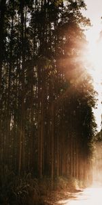 Trees,Rays,Road,Forest,Sunlight,Bright Light,Nature,Glare,Beams